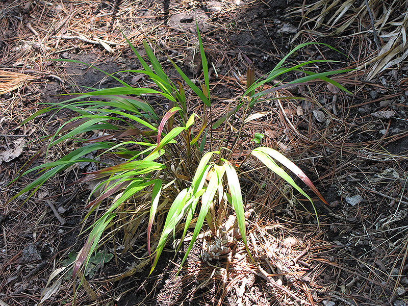 Hakonechloa macra 'Beni-Kaze' (Red Wind Hakone Grass)