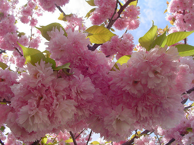 Prunus serrulata 'Kwanzan' (Flowering Cherry)