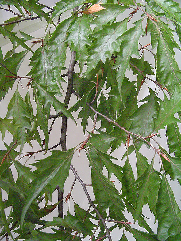 Fagus sylvatica 'Asplenifolia' (Cutleaf Beech)