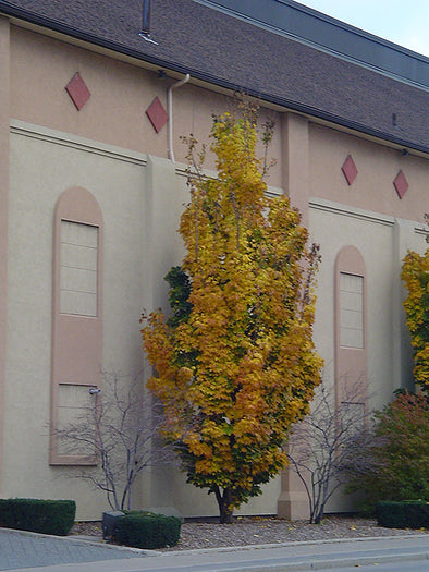 Acer platanoides 'Columnare' (Columnar Norway Maple)