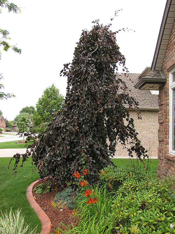 fagus syl purple fountain Fagus sylvatica 'Purple Fountain' (Purple Fountain Beech) – Green Thumb  Nurseries