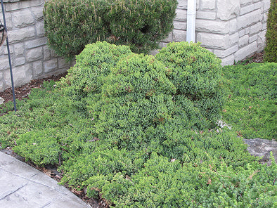 Juniperus procumbens 'Nana' (Dwarf Japgarden Juniper)