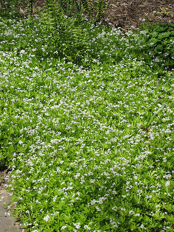 Galium odoratum 'Woodruff'
