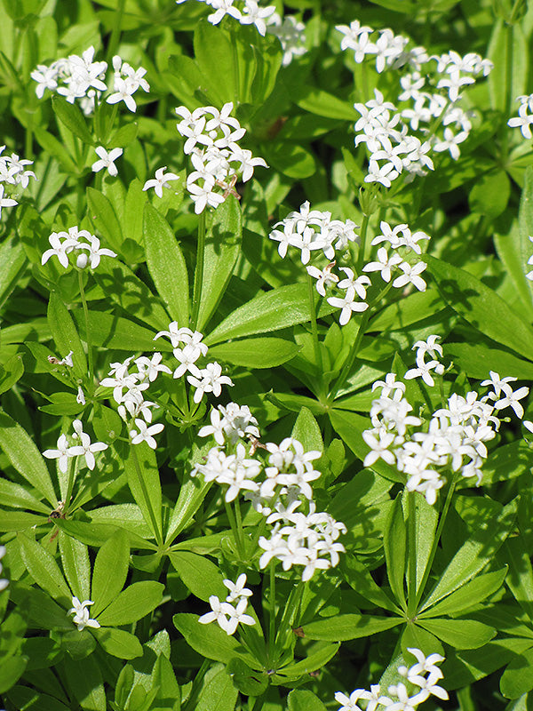 Galium odoratum 'Woodruff'