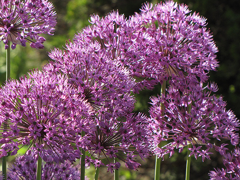 Allium giganteum (Giant Onion)