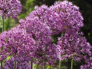 Allium giganteum (Giant Onion)