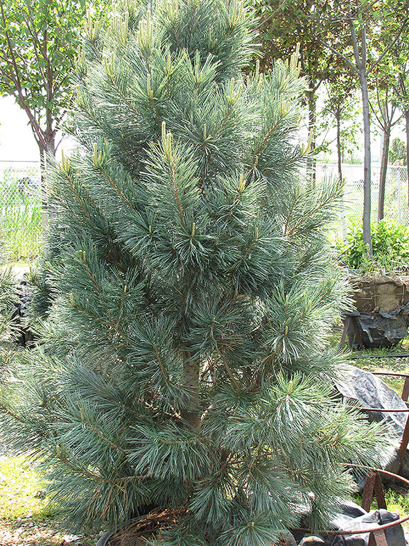 Pinus flexilis 'Vanderwolf's Pyramid' (Vanderwolf's Pyramid Pine)