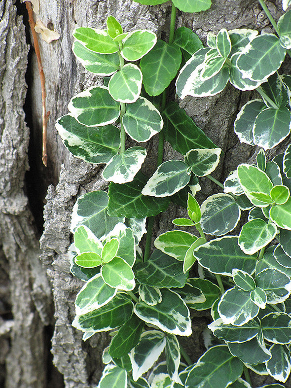 Euonymus fortunei 'Emerald Gaiety' (Emerald Gaiety Wintercreeper)