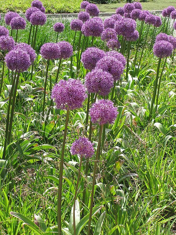 Allium giganteum (Giant Onion)
