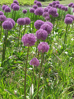 Allium giganteum (Giant Onion)
