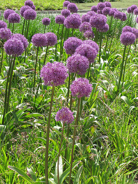 Allium giganteum (Giant Onion)