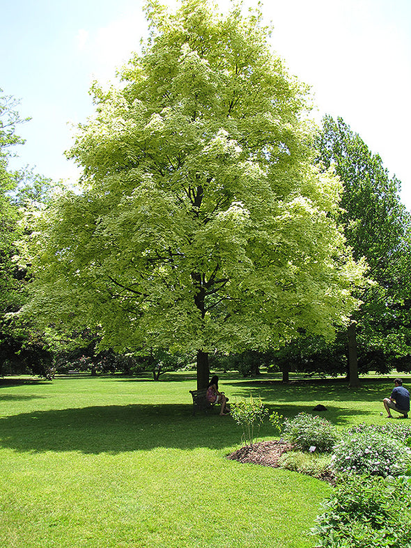 Acer platanoides 'Drummondii' (Harlequin Norway Maple)