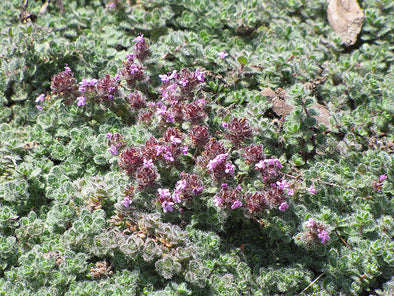 Thymus pseudolanuginosis (Wooly Thyme)