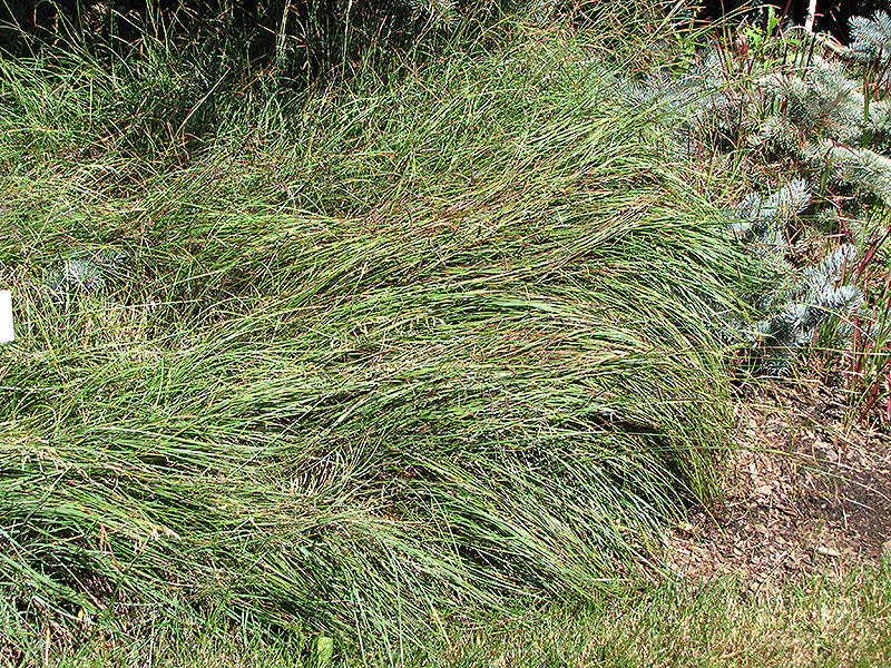 Carex flacca (Blue Sedge Grass)