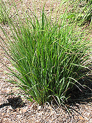 Molinia caerulea 'Moorhexe' (Moor Grass)