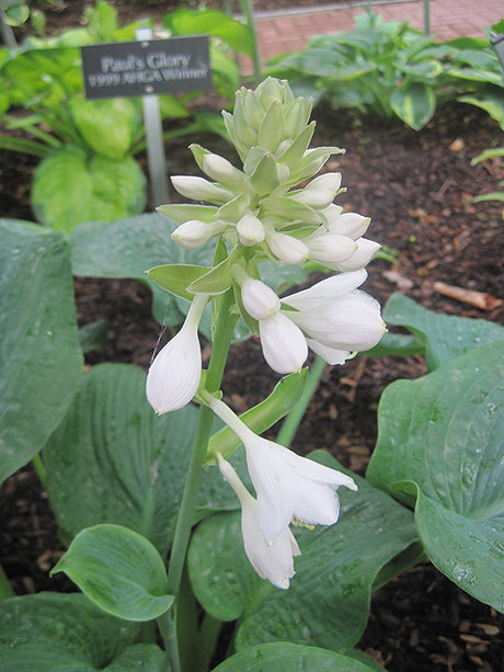 Hosta sieboldiana 'Elegans'
