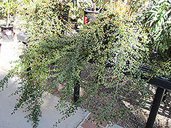 Cotoneaster dammeri 'Lowfast' (Lowfast Cotoneaster)