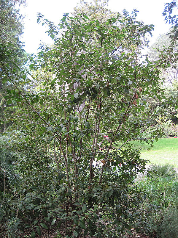 Viburnum tinus (Laurustinus)