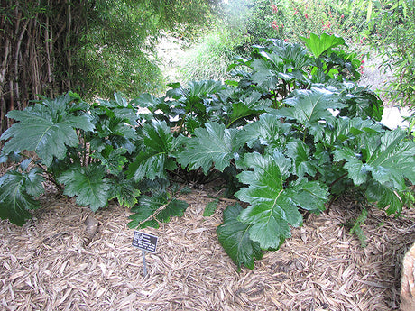 Acanthus mollis (Bear's Breeches)