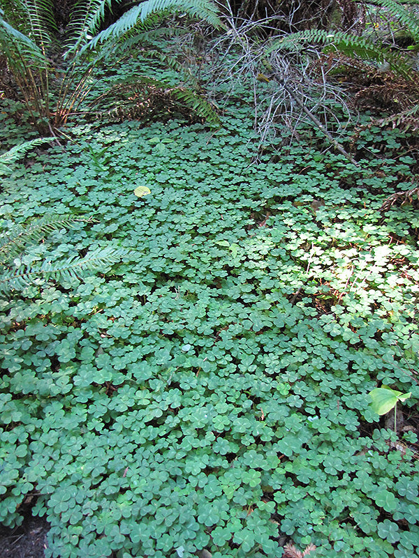 Oxalis oregana (Redwood Sorrel)