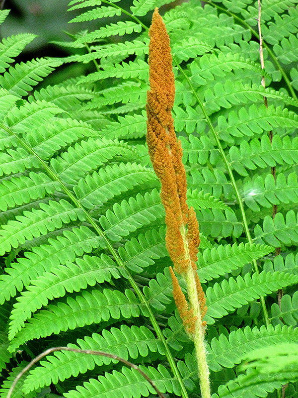 Osmunda cinnamomea (Cinnamon Fern)