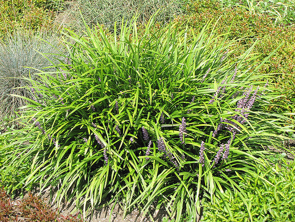 Liriope spicata (Lily Turf)