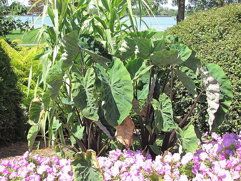 Colocasia fontanesii