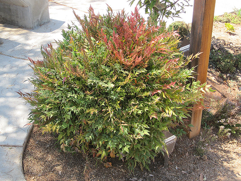 Nandina domestica 'Harbour Dwarf'