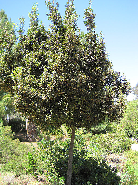 Quercus Ilex (Holm Oak)