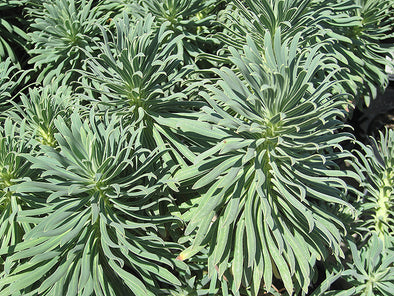Euphorbia characias 'var. wulfenii' (Mediterranean Spurge)