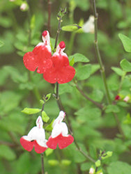 Salvia microphylla 'Little Kiss' (Little Kiss Sage)