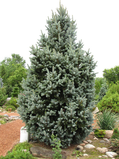 Picea pungens glauca 'Iseli Fastigiata' (Iseli Fastigiate Spruce)