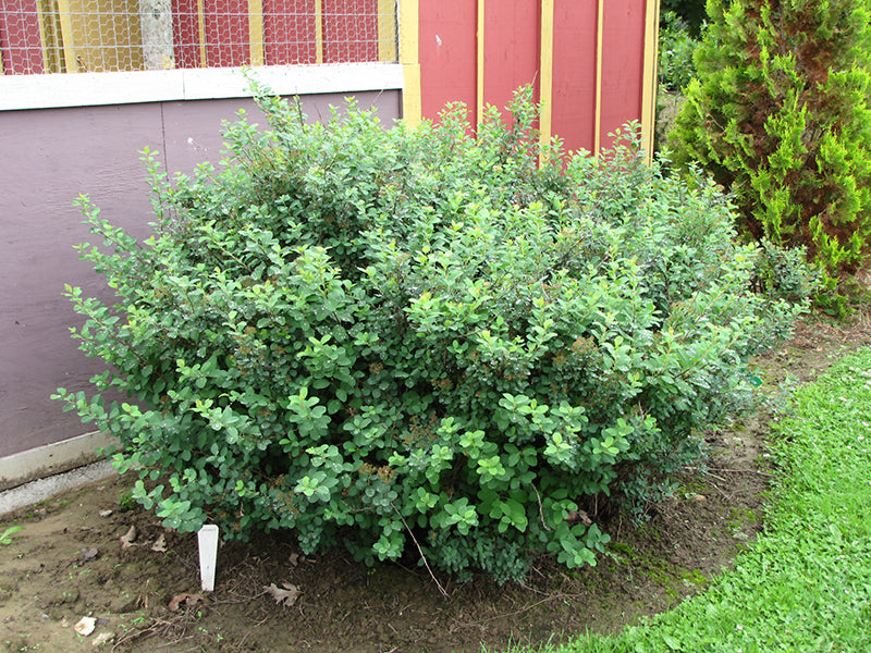 Spiraea betulifolia 'Tor Gold' (Glow Girl Birch Leaf Spirea)