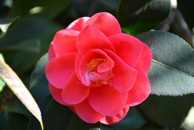 Camellia japonica 'Covina'