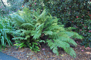Woodwardia fimbriata (Giant Chain Fern)