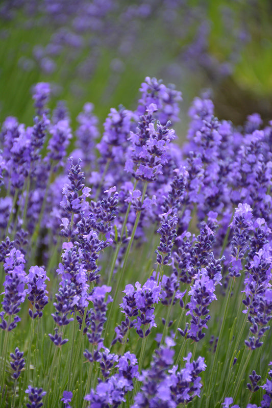 Lavandula angustifolia 'Hidcote'