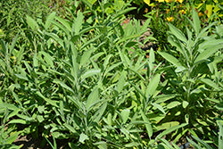 Salvia officinalis (Common Sage)