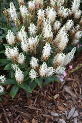 Veronica longifolia 'Vernique White' (Vernique White Speedwell)
