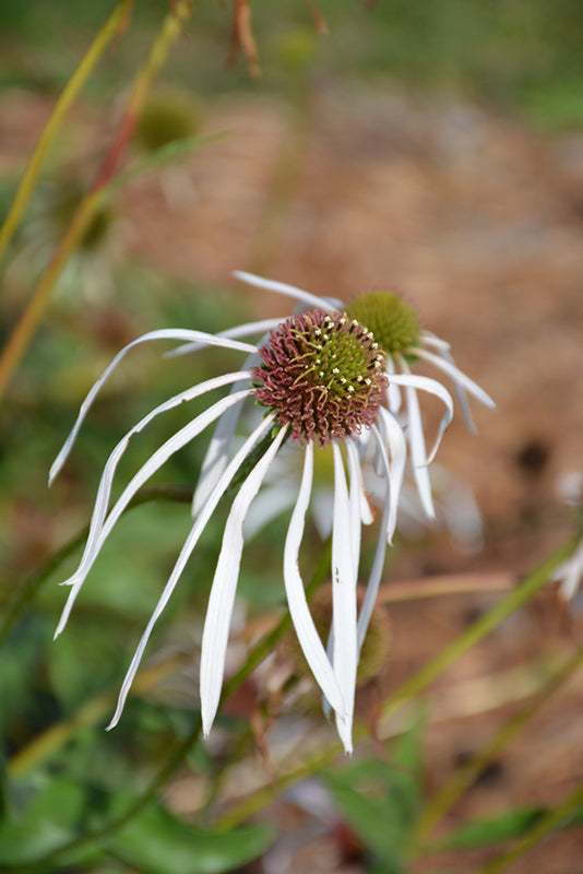 echinacea hula dancer' seeds Echinacea pallida 'Hula Dancer' – Green Thumb Nurseries