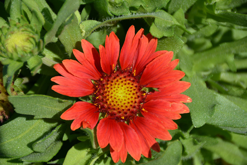 Gaillardia x grandiflora 'Mesa Red'