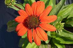 Echinacea 'TNECHKIO' (Kismet Intense Orange Coneflower)