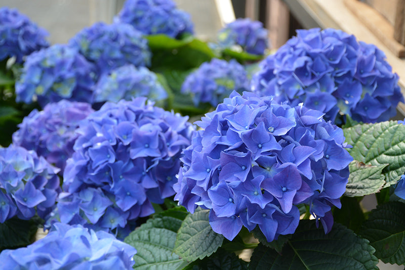 Hydrangea macrophylla 'Early Blue'