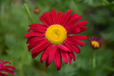 Tanacetum coccineum 'Robinson's Red' (Robinson's Red Painted Daisy)