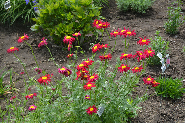 Tanacetum coccineum 'Robinson's Red' (Robinson's Red Painted Daisy)