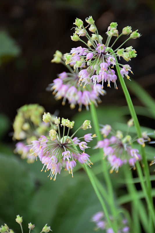 Allium cernuum (Nodding Onion)