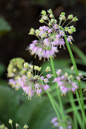 Allium cernuum (Nodding Onion)