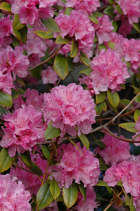 Rhododendron 'Olga Mezitt'