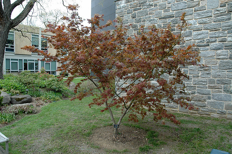 Acer palmatum 'Lijima sunago' (Japanese Maple)