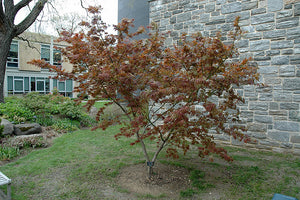 Acer palmatum 'Lijima sunago' (Japanese Maple)