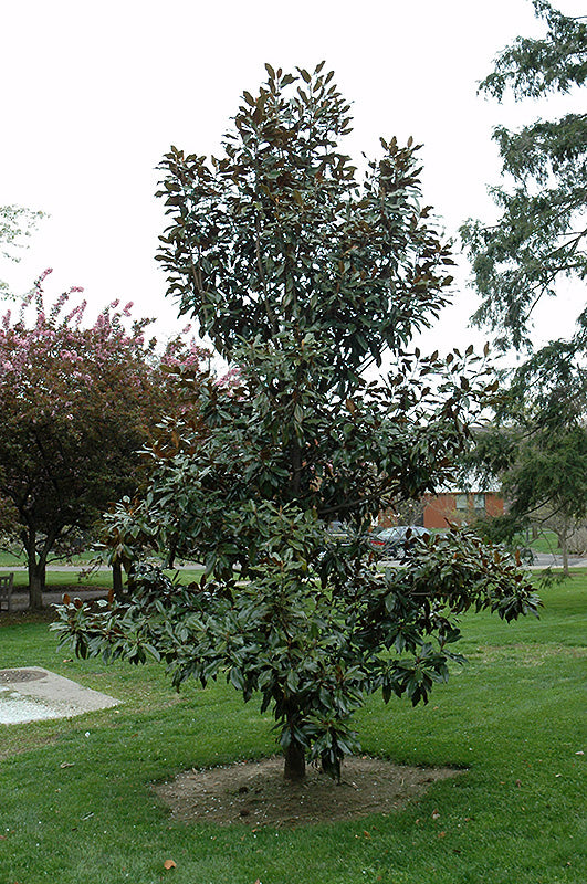Magnolia grandiflora 'Kay Parris'